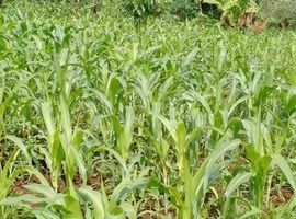 Prime Land for Sale in Emali Town