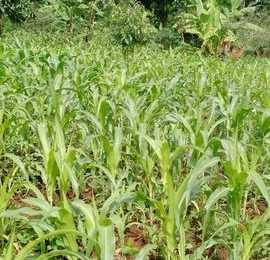 Prime Land for Sale in Emali Town