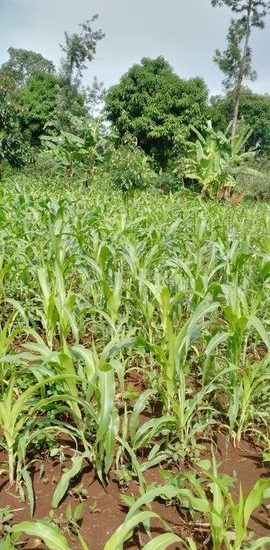 Prime Land for Sale in Emali Town