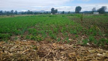 land for sale in Thika Landless