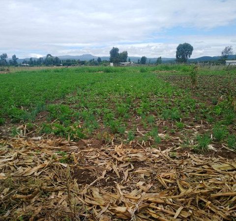 land for sale in Thika Landless